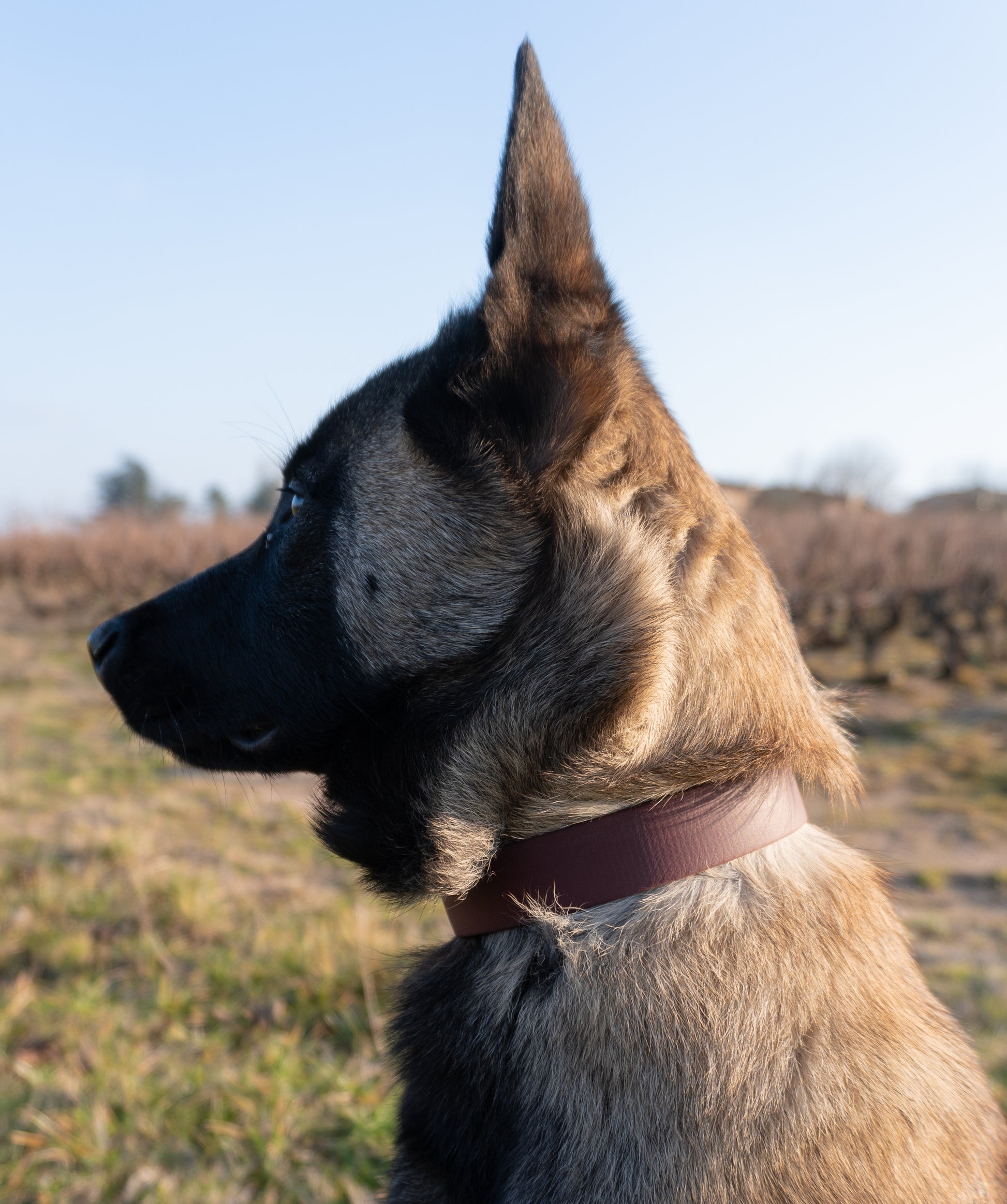 Petit malinois de profil avec un collier en biothane, fait main en France, ultra solide et stylé