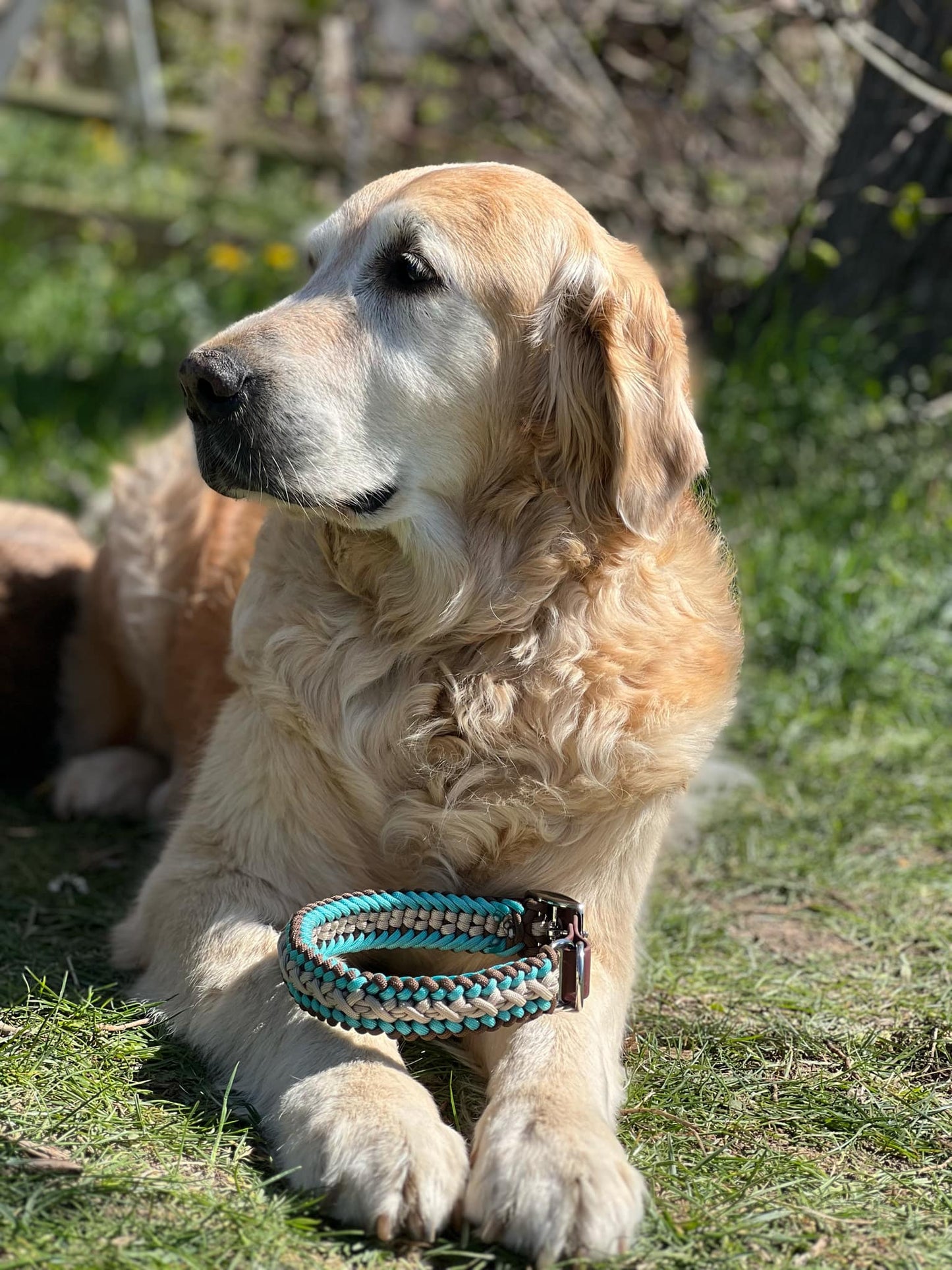 Magnifique chien couleur sable avec collier paracorde fait main pour chien aventurier et élégant 