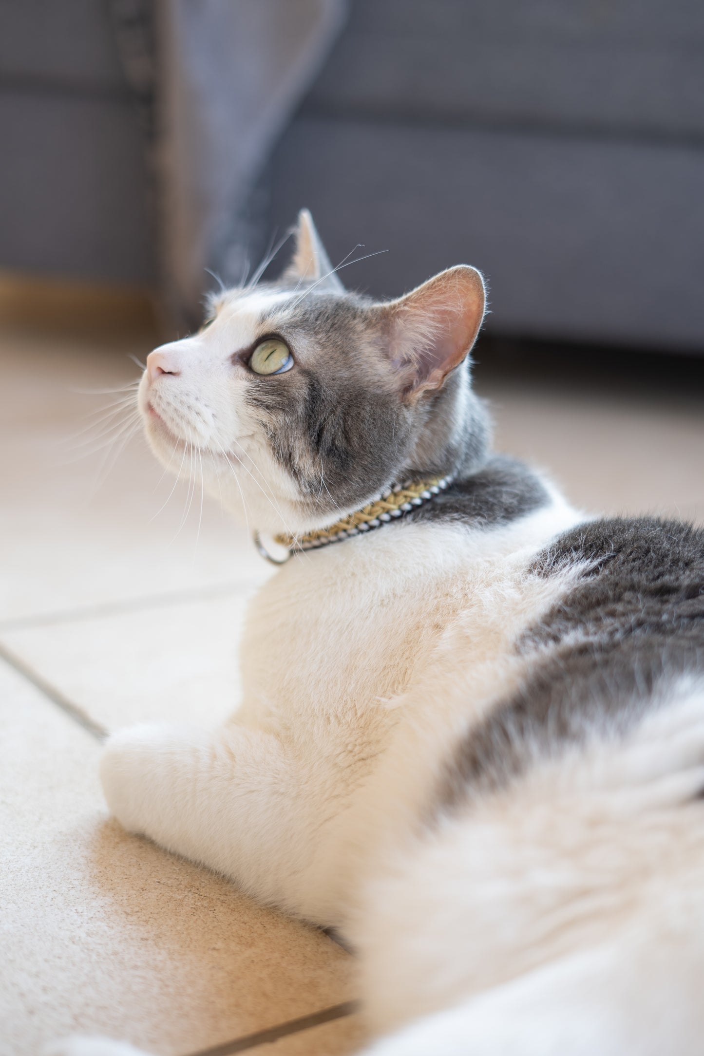 Collier chat Paracorde – Fermoir Sécurité Anti-Étranglement