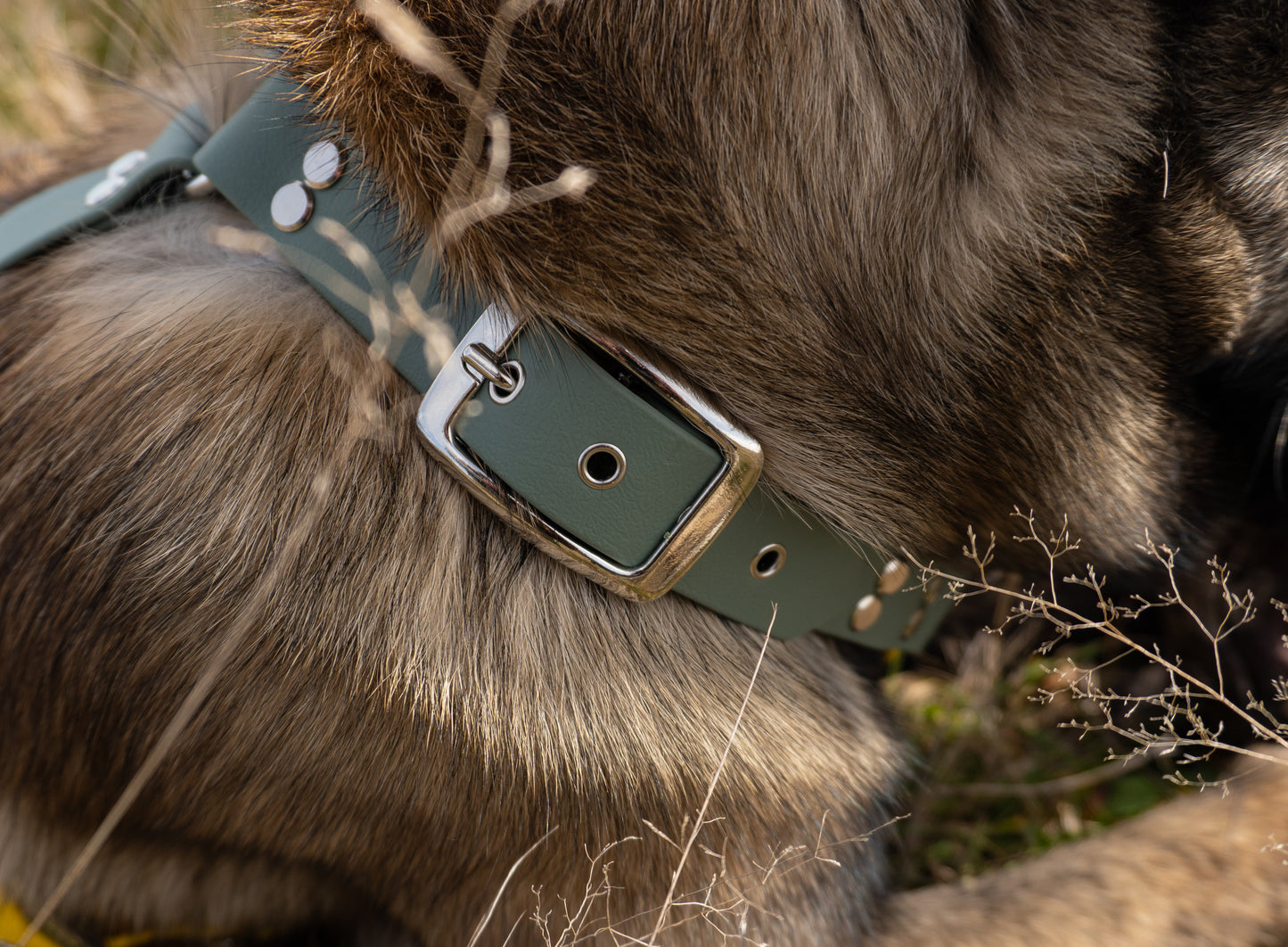 Gros plan sur boucle de ceinture, attaché harnais biothane sur chien de race malinois, accessoire robuste pour chien dynamique et réactif 