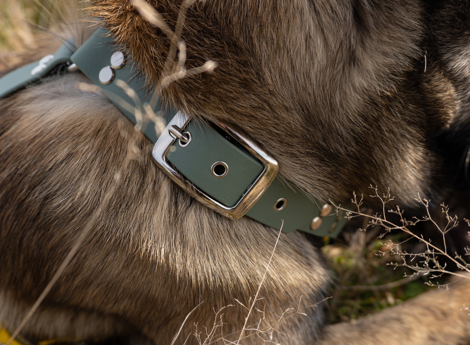 Gros plan sur boucle de ceinture, attaché harnais biothane sur chien de race malinois, accessoire robuste pour chien dynamique et réactif 