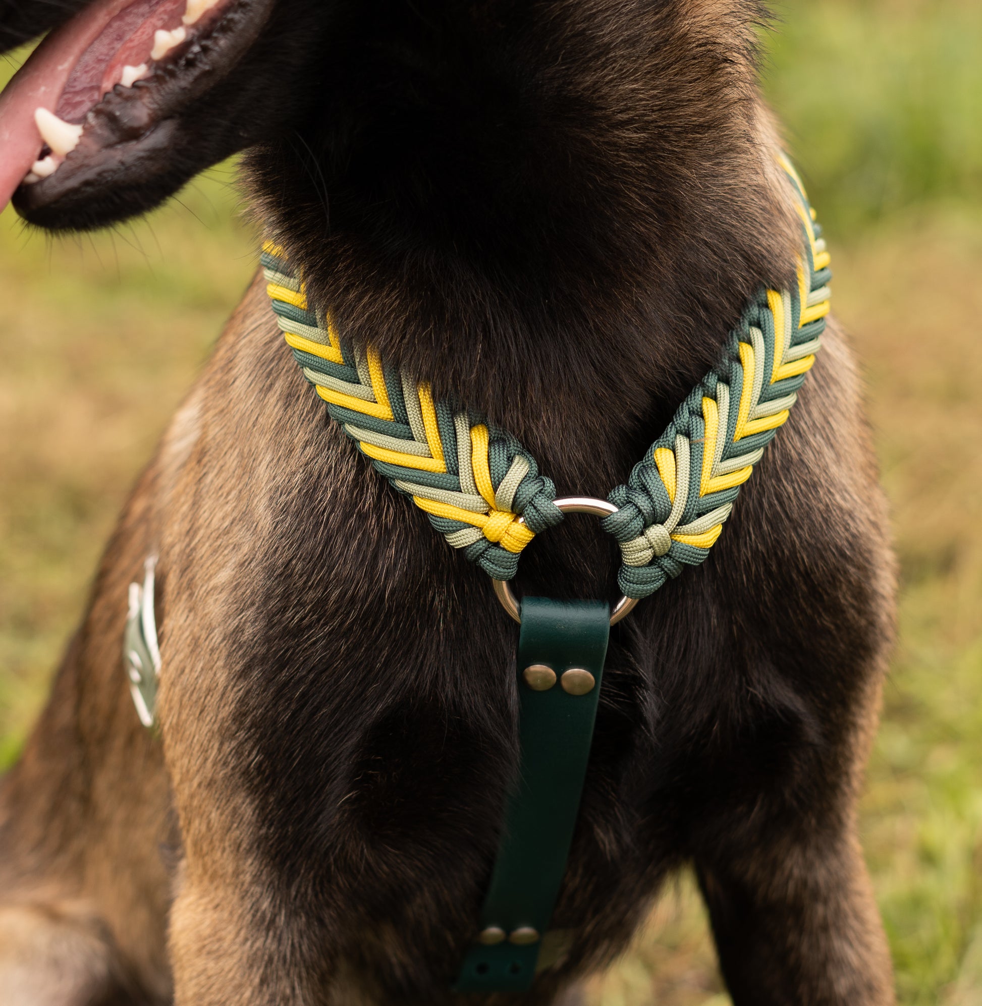 Gros plan harnais malinois, tressage paracorde et attache biothane vert et jaune. Solide et élégant