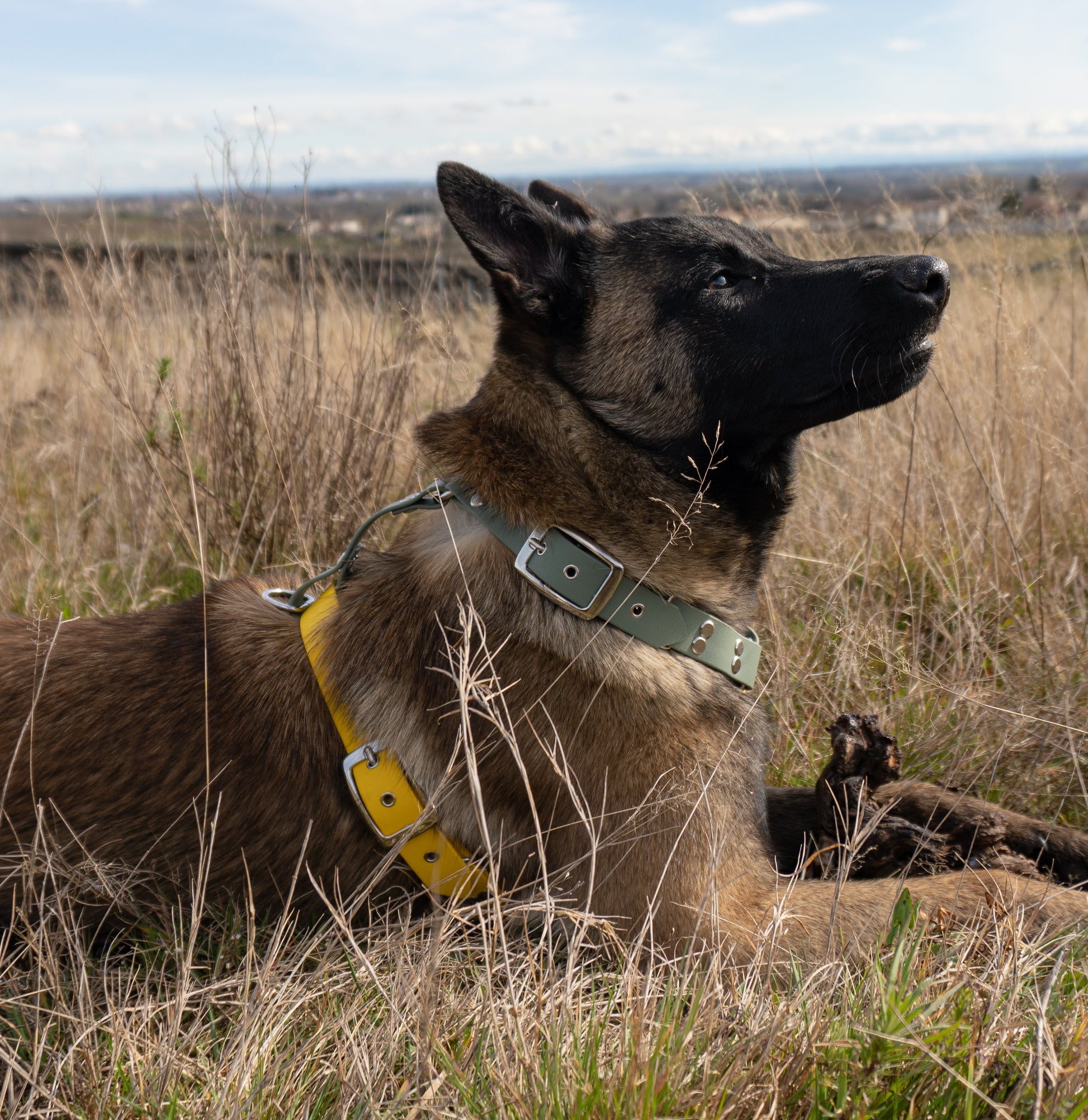 Chien de race malinois dans un champ de blé avec harnais en biothane solide et esthétique sur mesure, fait main en France 
