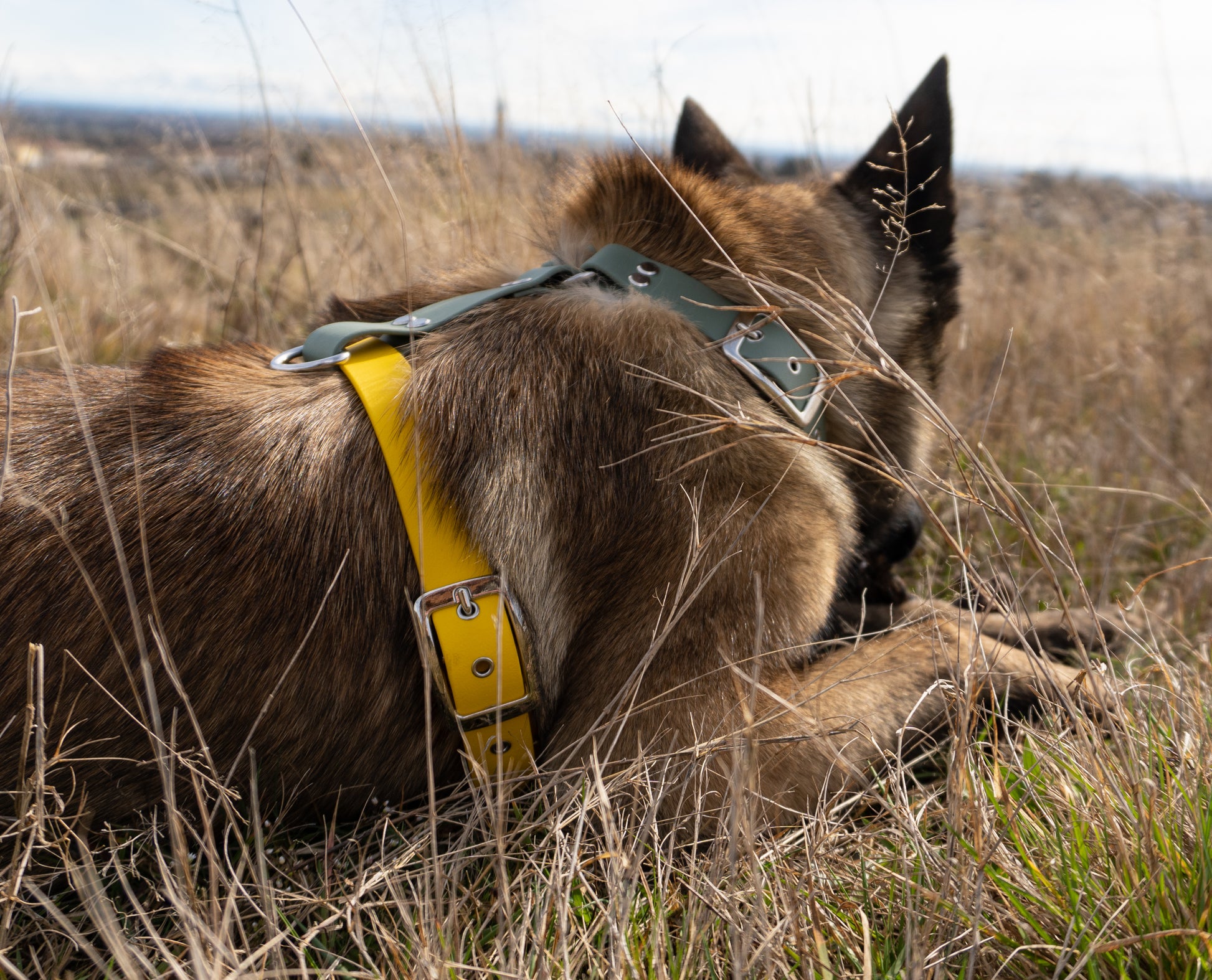 Beau chien de type malinois berger belge avec harnais sur-mesure en biothane, léger, résistant et tout confort, balade en campagne et en ville 