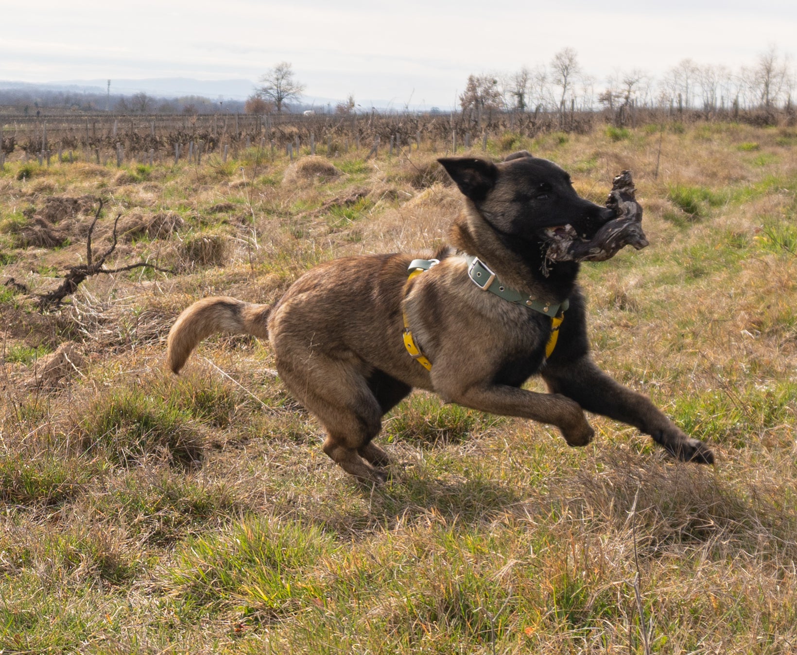 Harnais en Y en biothane pour chien énergique et balades en plein nature. Chien de type malinois qui court avec son équipement, robuste vert et jaune 