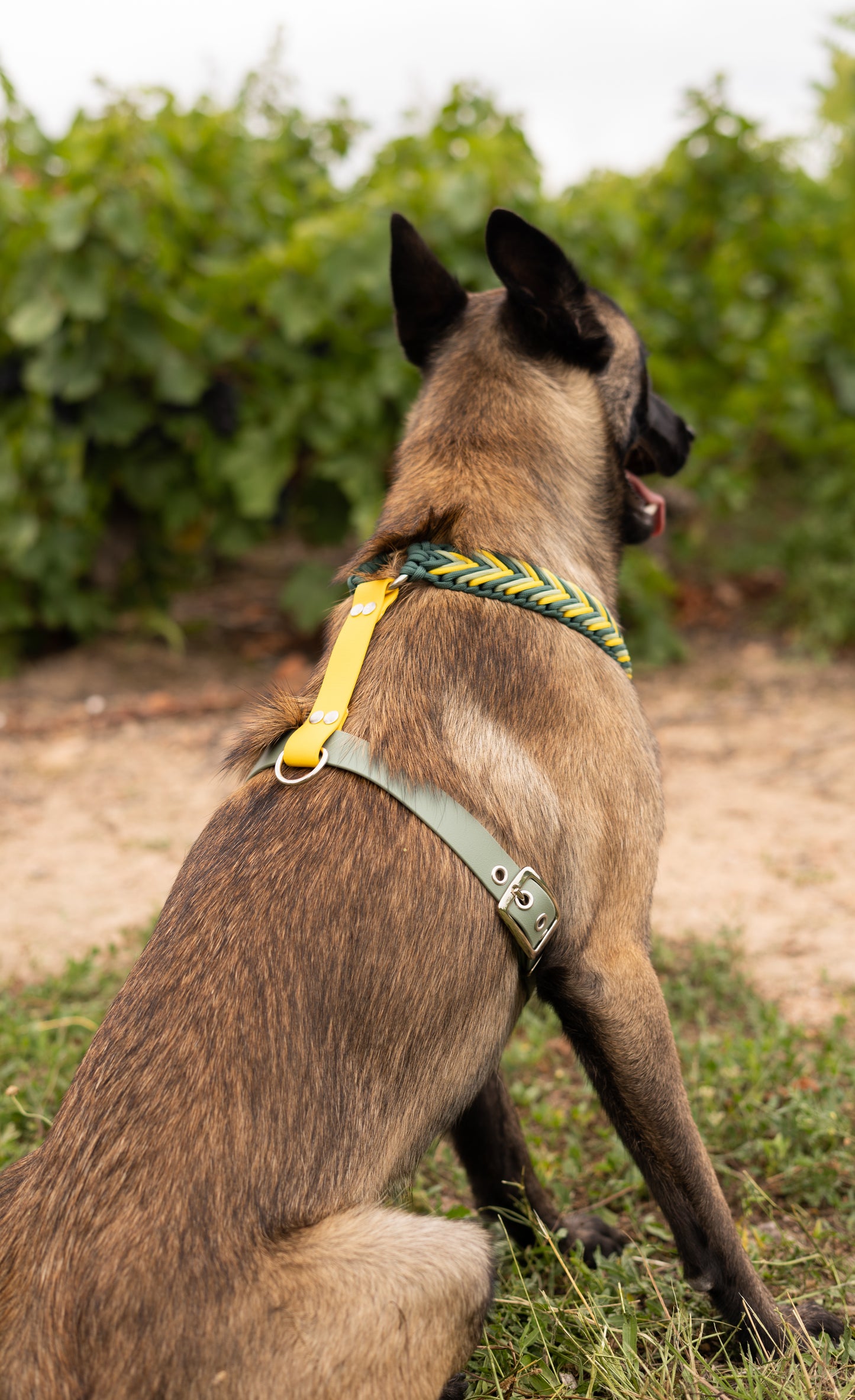 Chien de race malinois avec harnais en biothane et paracorde. Accessoire stylé vert et jaune, et solide pour chien énergique