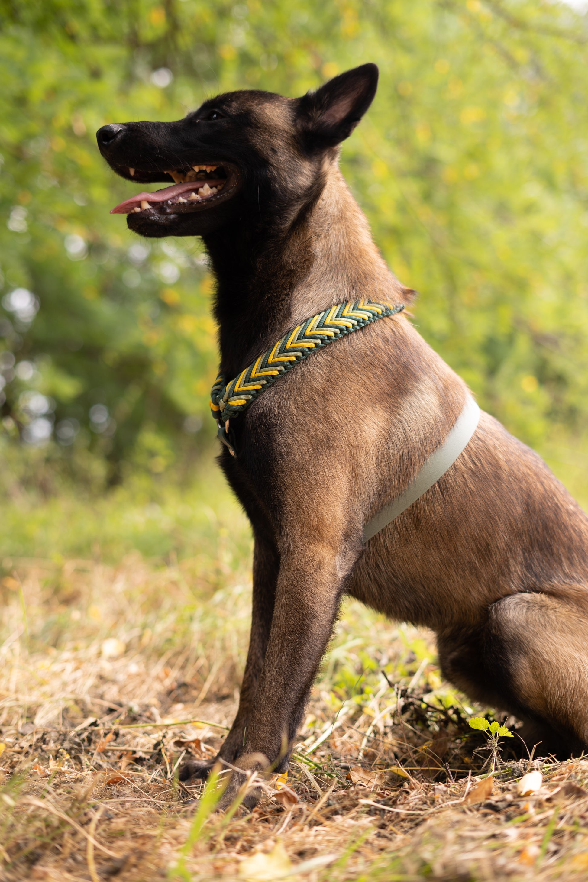 Chien de race malinois en forêt avec harnais design paracorde et biothane sur mesure 