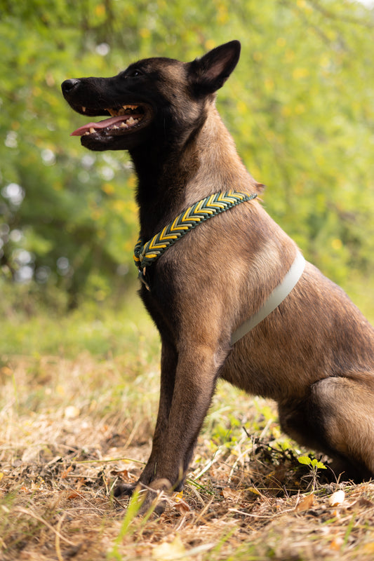 Chien de race malinois en forêt avec harnais design paracorde et biothane sur mesure 