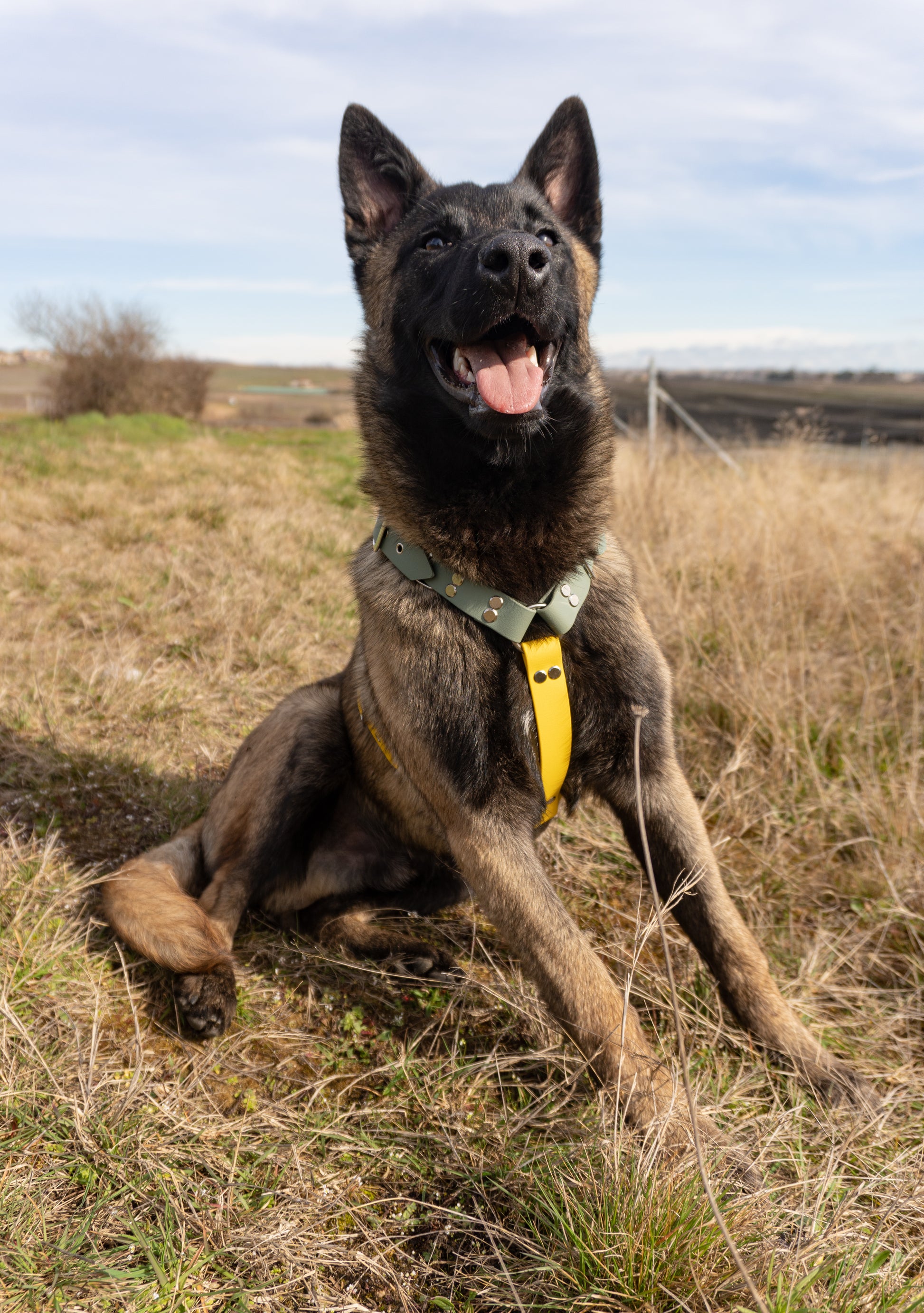 Chien de type berger belge portant fièrement son harnais en Y en biothane dans un champ en pleine campagne. Accessoire solide et joli
