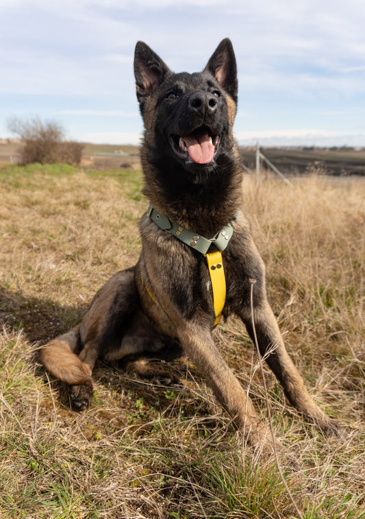 Chien de type berger belge portant fièrement son harnais en Y en biothane dans un champ en pleine campagne. Accessoire solide et joli
