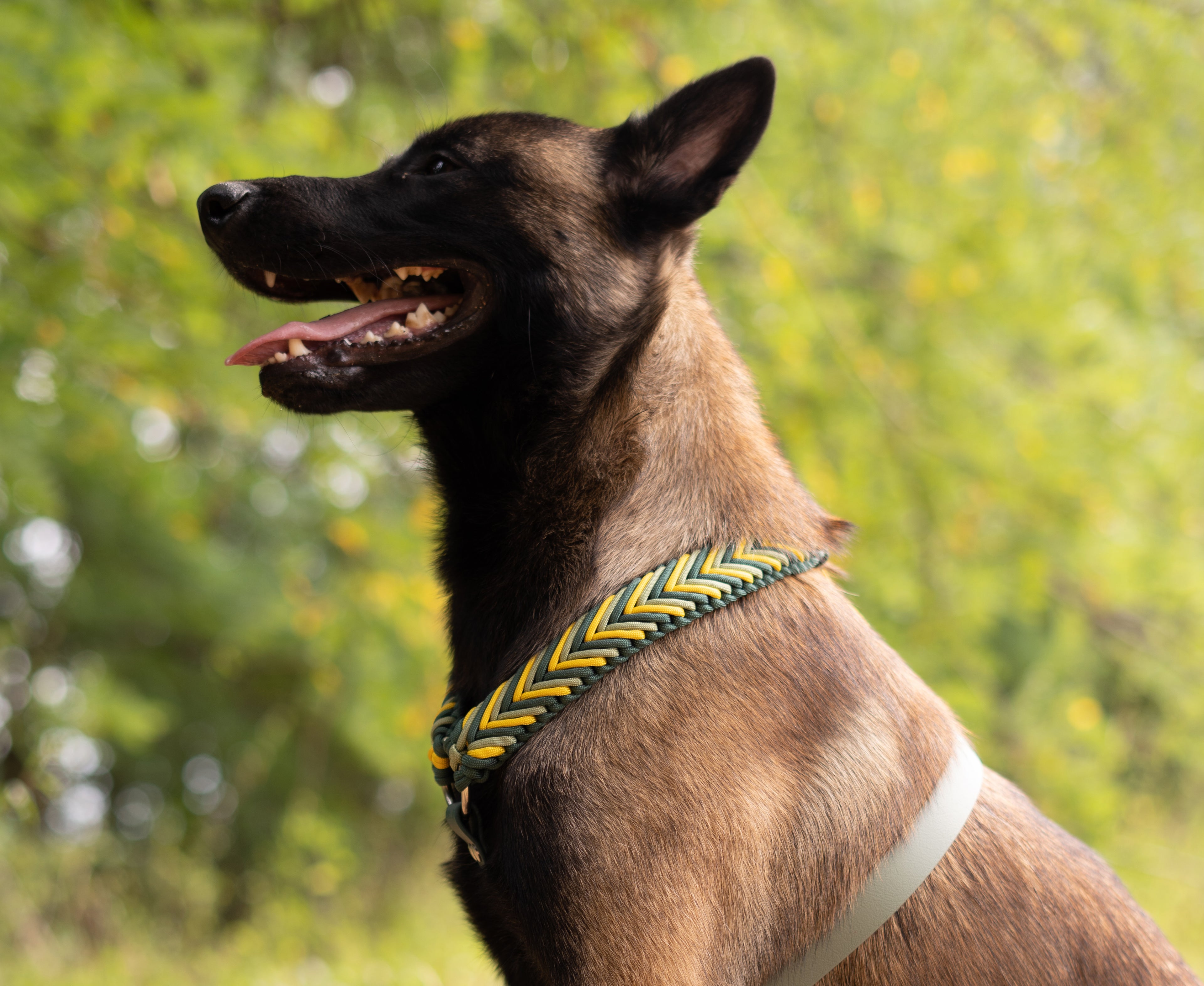 Magnifique chien de profil en pleine nature, portant fièrement son superbe harnais tressé à la main, sur-mesure, ultra solide, ne craint pas l'eau  