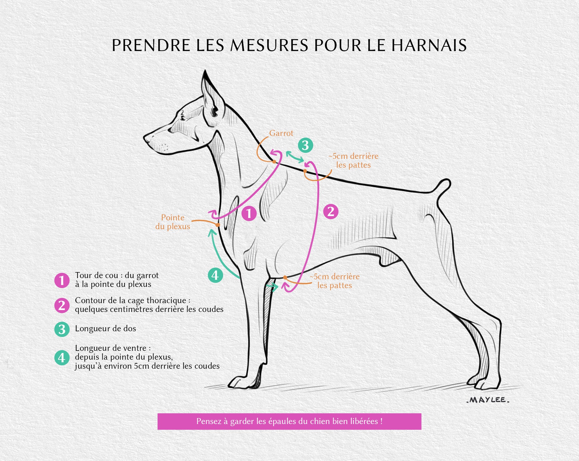 Prendre les mesures de son chien pour harnais. Illustration, dessin pédagogique, schéma des mesures pour harnais en Y